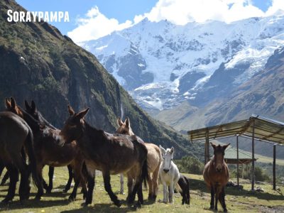 The Trek to machu Picchu passes through SorayPampa
